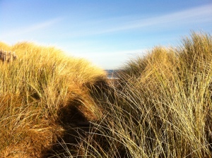 View of Blyth beach between the sand dunes
